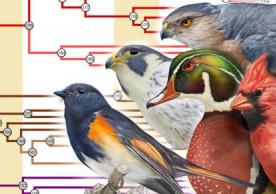 Illustration of birds